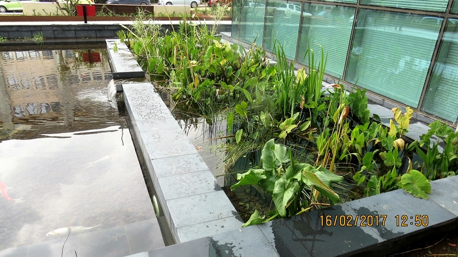 מילוי מים והכנסת הצמחים למבנה הפילטר