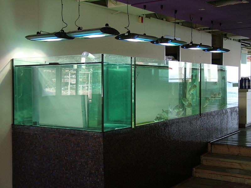אקווריום דגים במסעדה