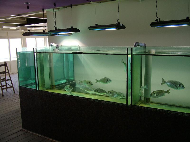 אקווריום דגים למאכל במסעדה