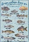 דגי מאכל דף פירסום של אירגון מגדלי הדגים בישראל