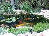 בריכת דגי קוי כולל צמחי מים וגדה
Backyard Fish Pond